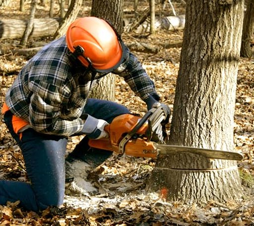 Tree Removal in Lost Springs, KS